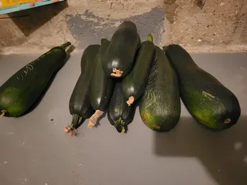 courgettes jardin
