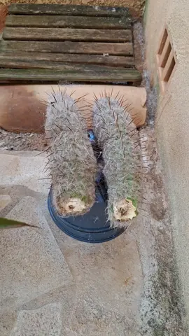 cactus a remporter