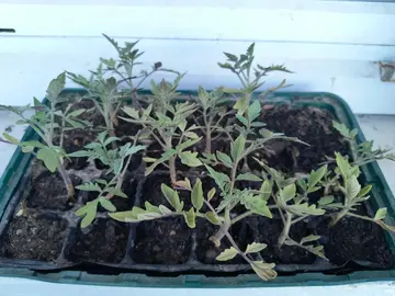 Plant de tomates à donner