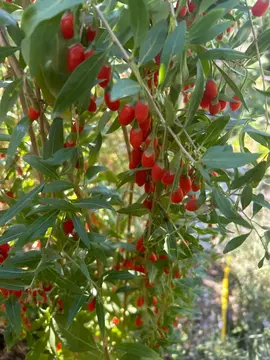 baie de goji