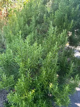 romarin et estragon frais