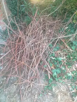 branches