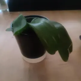 ORCHIDÉE AVEC LE POT