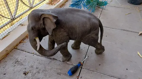 Statuette Elephant