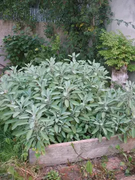 Tiges de sauge alimentaire et tiges d'hysope