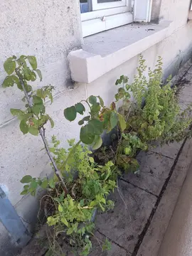 Lot de plantes, pots, jardinières, serfouette