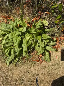 plante aromatique