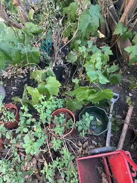 pot de fleur