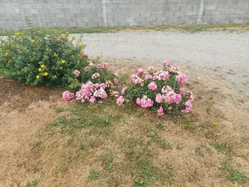 plante d'extérieur