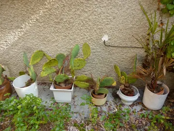 Cactées à fleurs