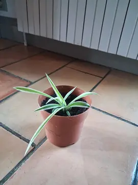 Chlorophytum 3