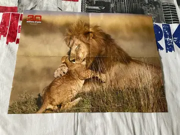 poster Lion
