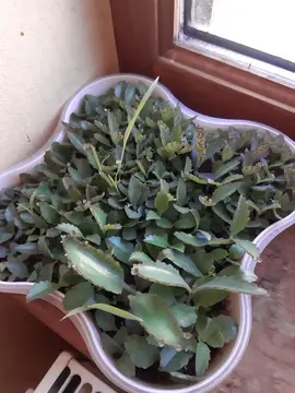 Plants de Kalanchoe