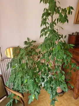 Ficus