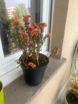 plantes à venir aujourd’hui