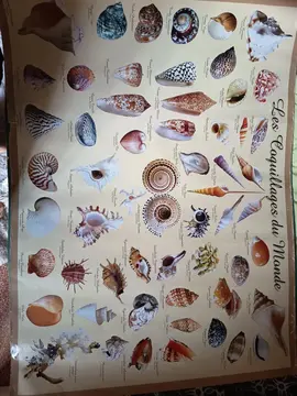affiches