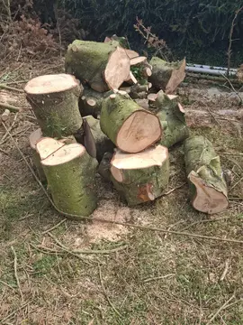 bûches et branches de bois