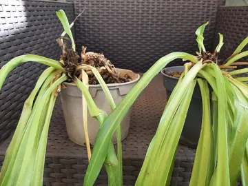 Chlorophytum vert
