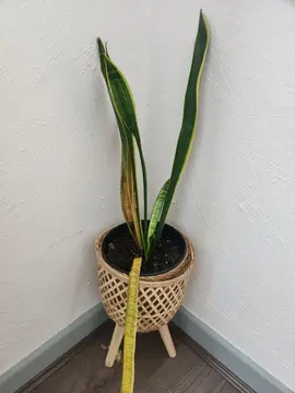 plante