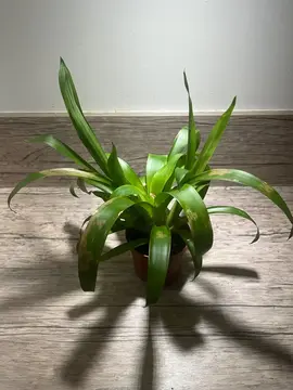 Bromélia (plante)