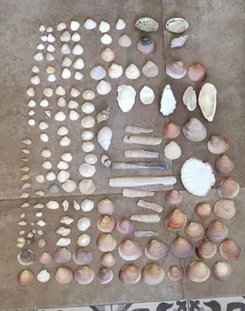 Collection de coquillages - arts créatifs