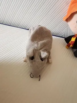 peluche