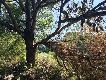 bois de chauffage (chêne) à prélever sur place