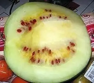 plants de melon d'eau