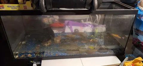 cuve aquarium