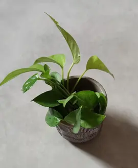 Boutures de Philodendron Scandens