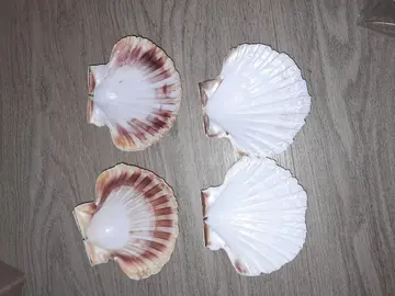 coquillages