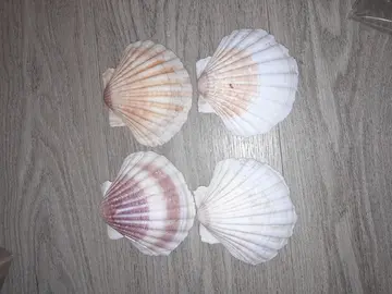 coquillages