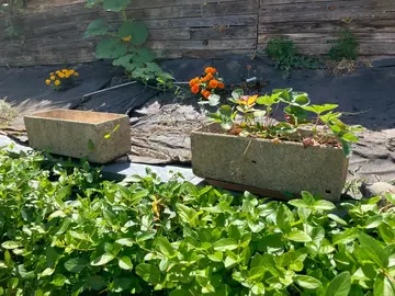deux pots en béton