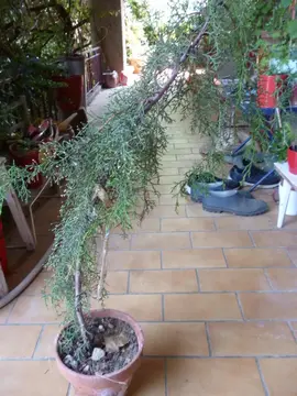 Cyprès à replanter .