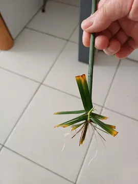 pousse de papyrus à planter