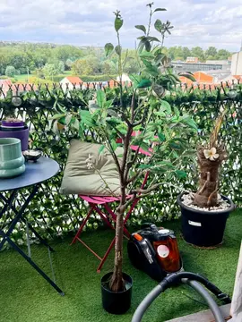 arbuste artificiel oranger / mandarinier pour jardin ou balcon