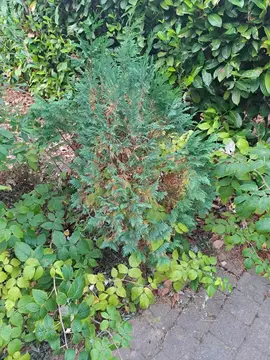 sapins