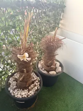 2 palmiers à rempoter ou planter dans un jardin