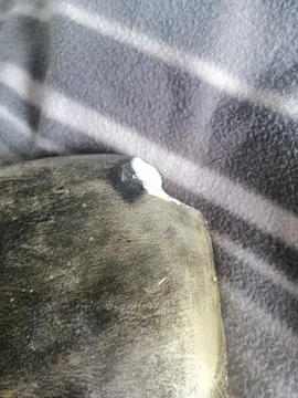 Buste de Nefertiti