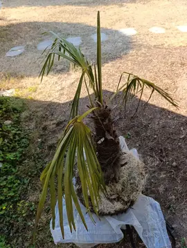 palmier dans sa motte de terre