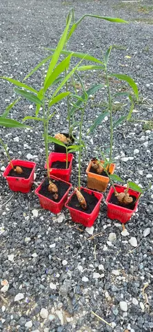 Plants de gingembre