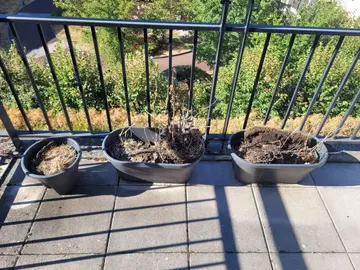 8 jardinières