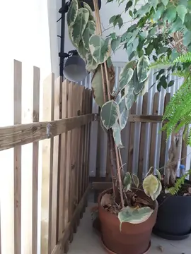 Plante Caoutchouc
