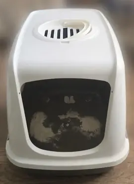 Litière pour chat