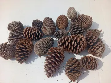 Pommes de pin