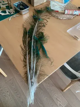 plumes de paon