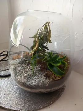 Terrarium végétal
