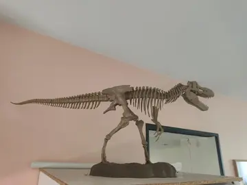 donne squelette dinosaure jeux enfant