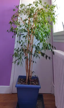Ficus