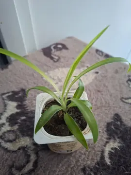 plant de chlorophytum